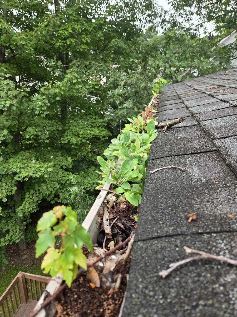Gutter clogged with plants and debris